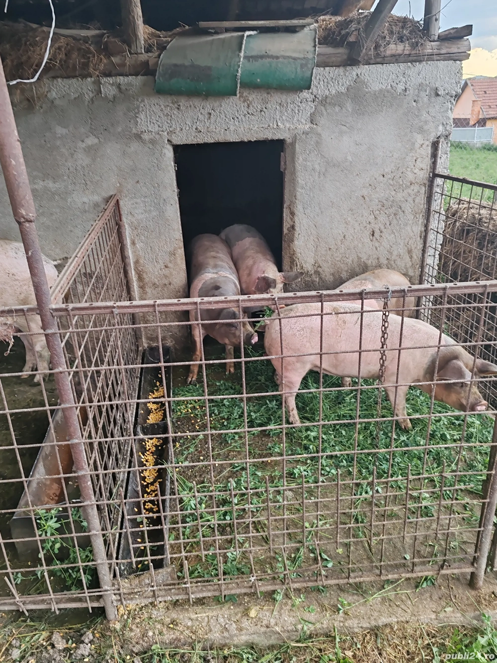 Purcele castrate  Purcele castrate