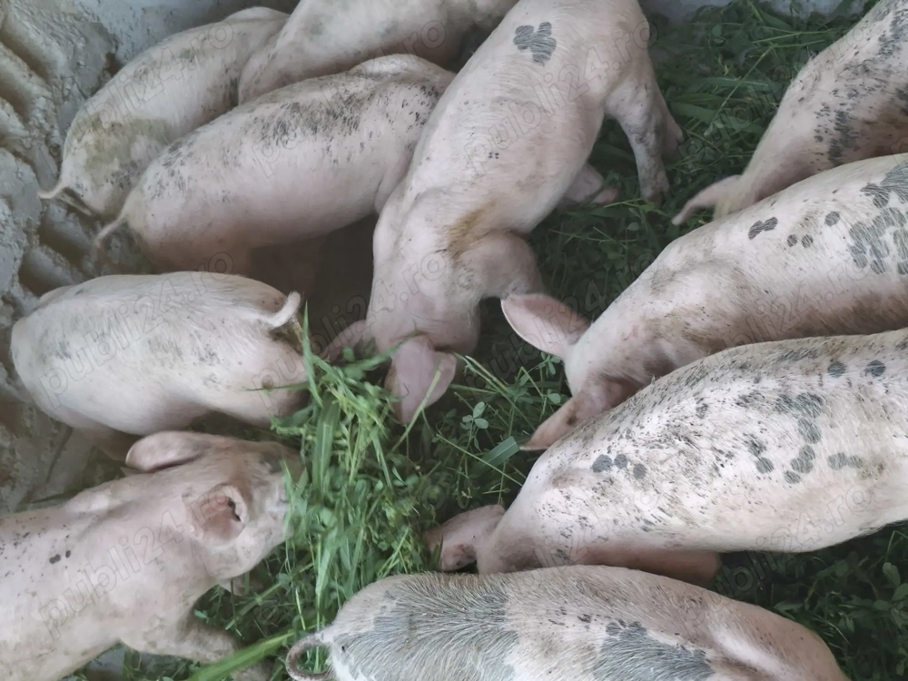 Vând purcei de rasă