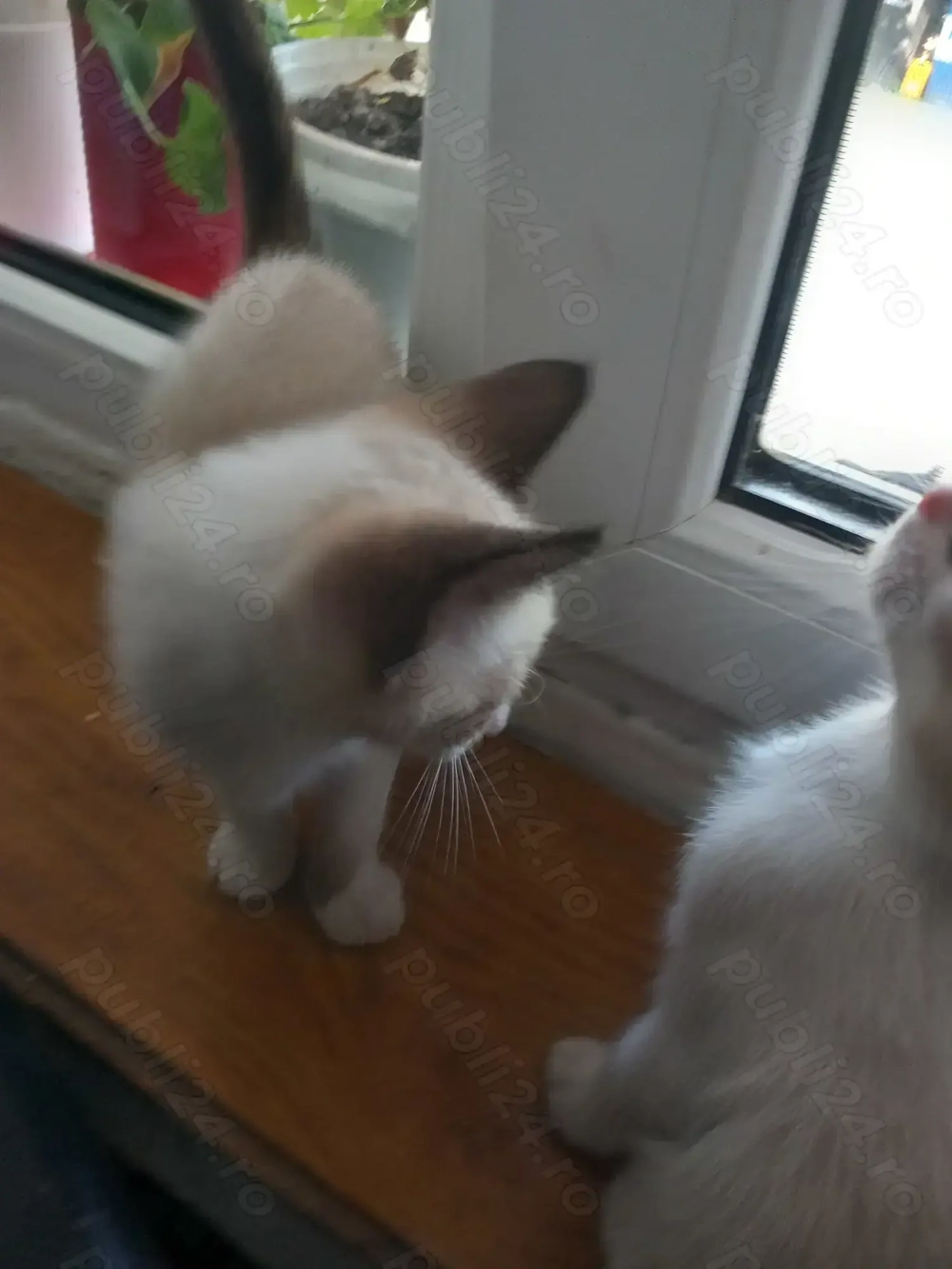 Pisicuti adorabil siamezi Pisicuti adorabil siamezi