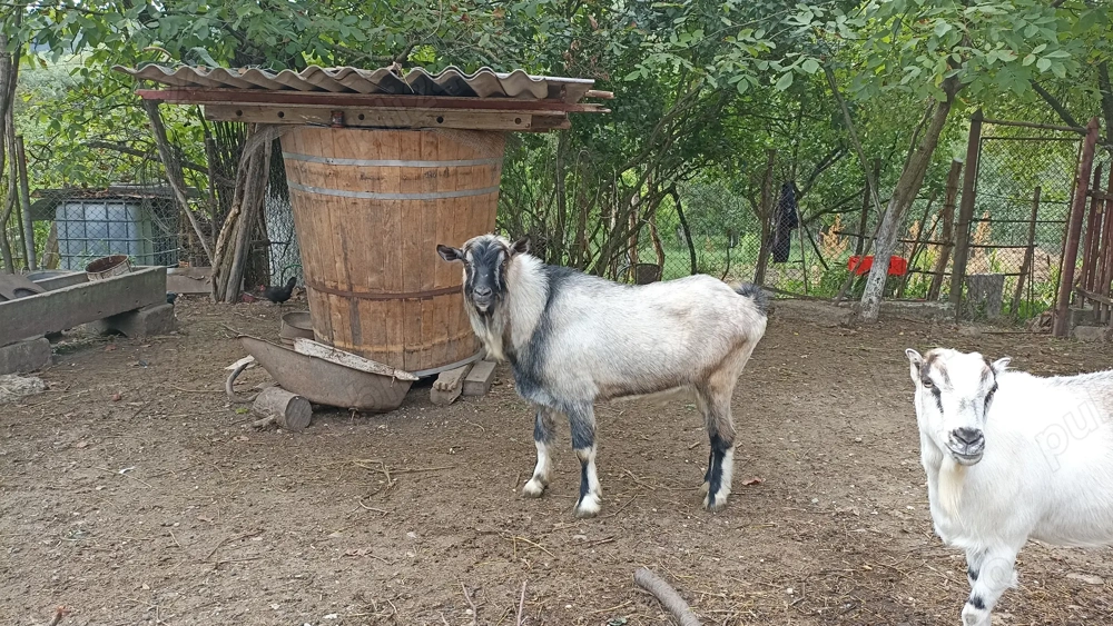 Vand tap bun de prasila Vand tap bun de prasila