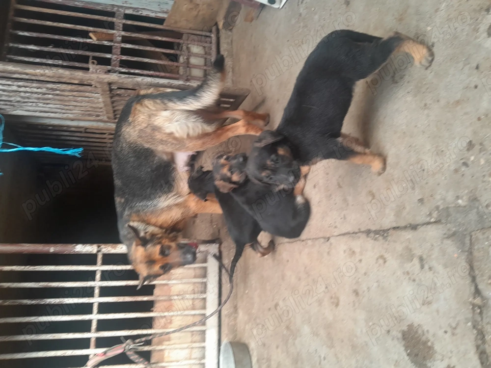 Catei ciobanesc german