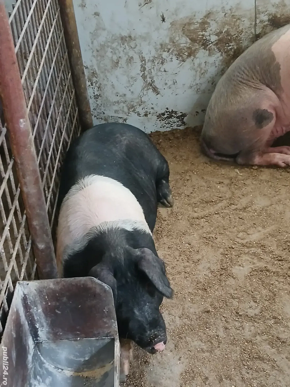 porci pentru sacrificat porci pentru sacrificat
