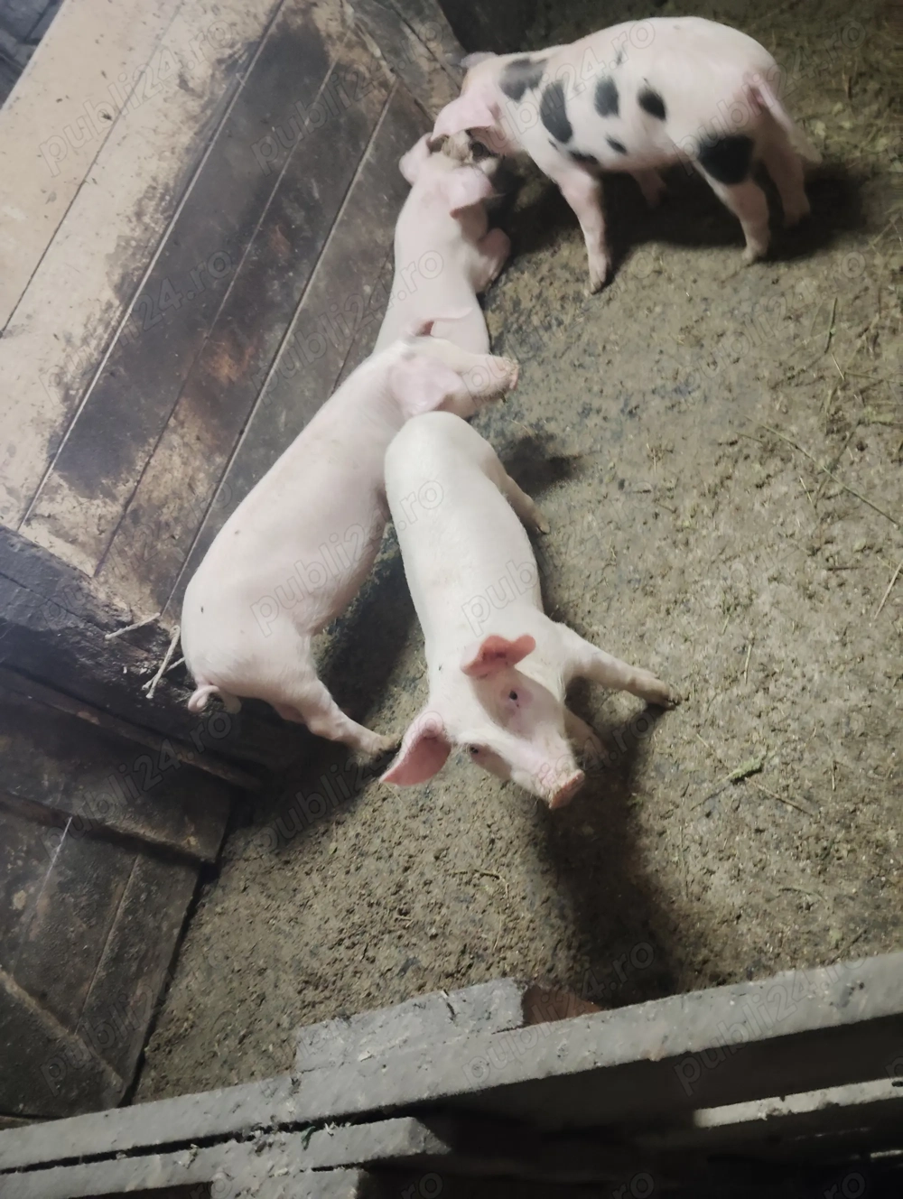 Vând purcei și burlinci 