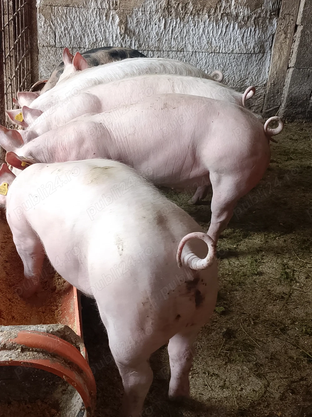 Disponibil șoldani rasa de carne Disponibil șoldani rasa de carne