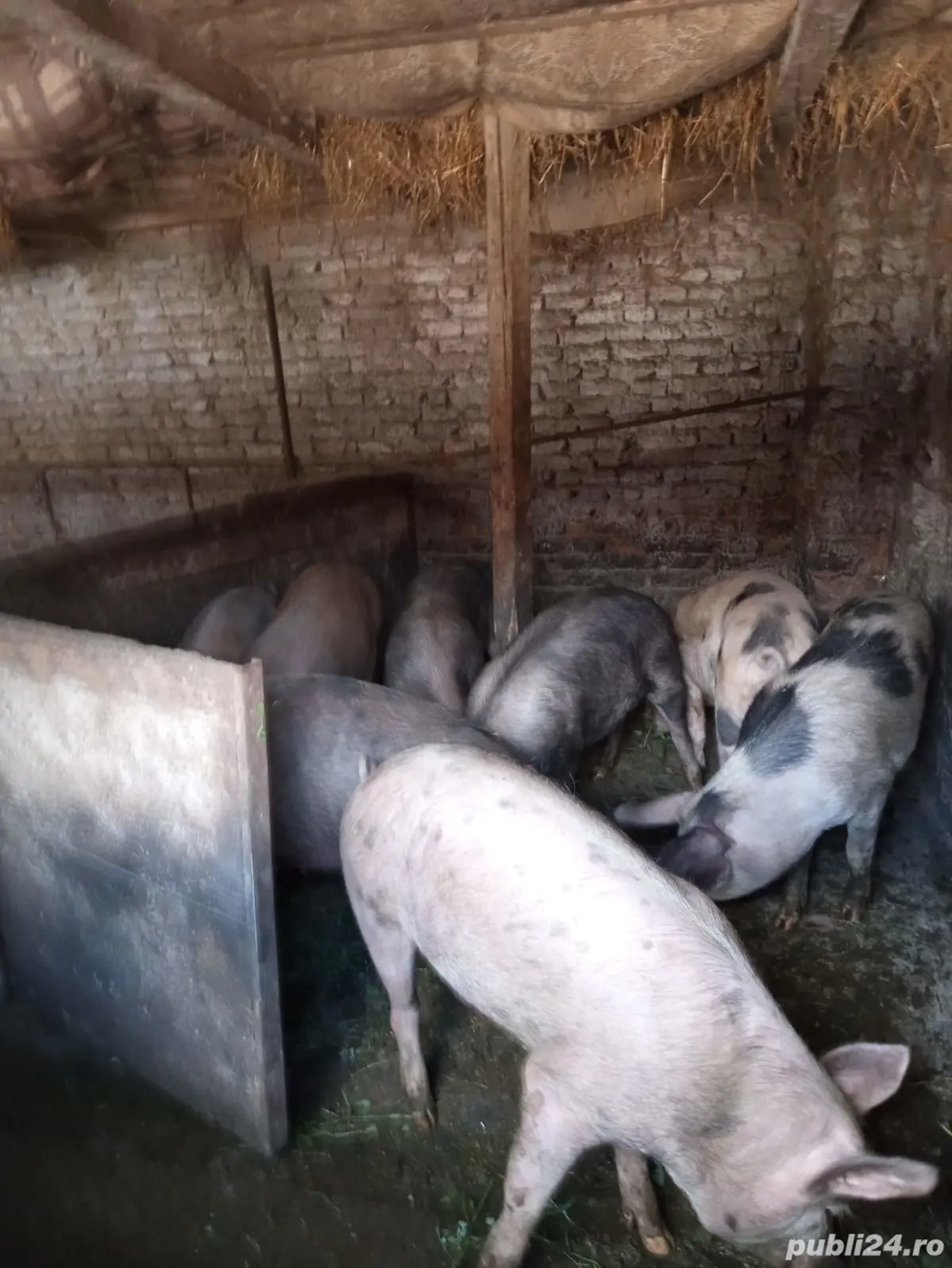 Vând porci mari de casă, între 140-160 kg Vând porci mari de casă, între 140-160 kg