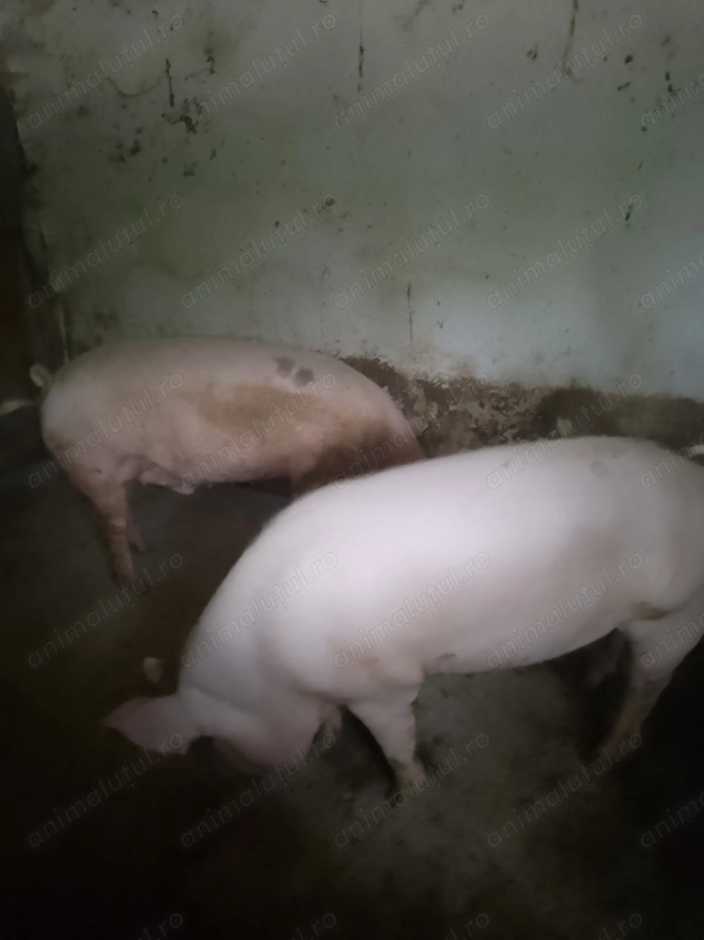 Porci sănătoși albi 