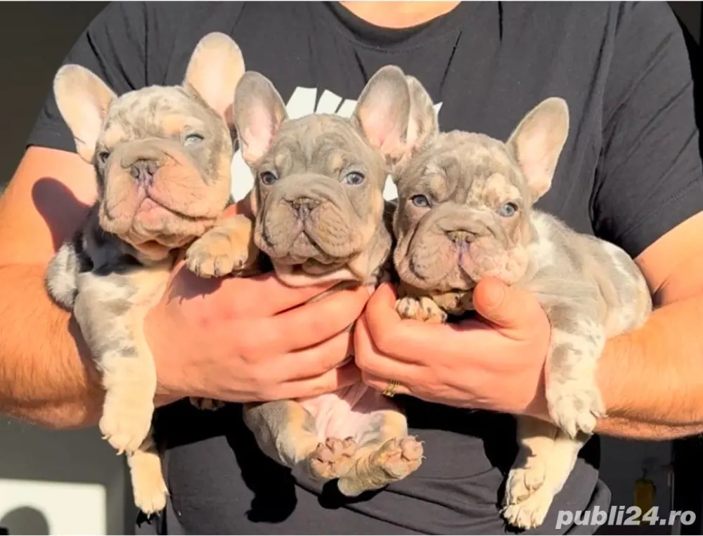 Bulldog Francez Royal Kennel 