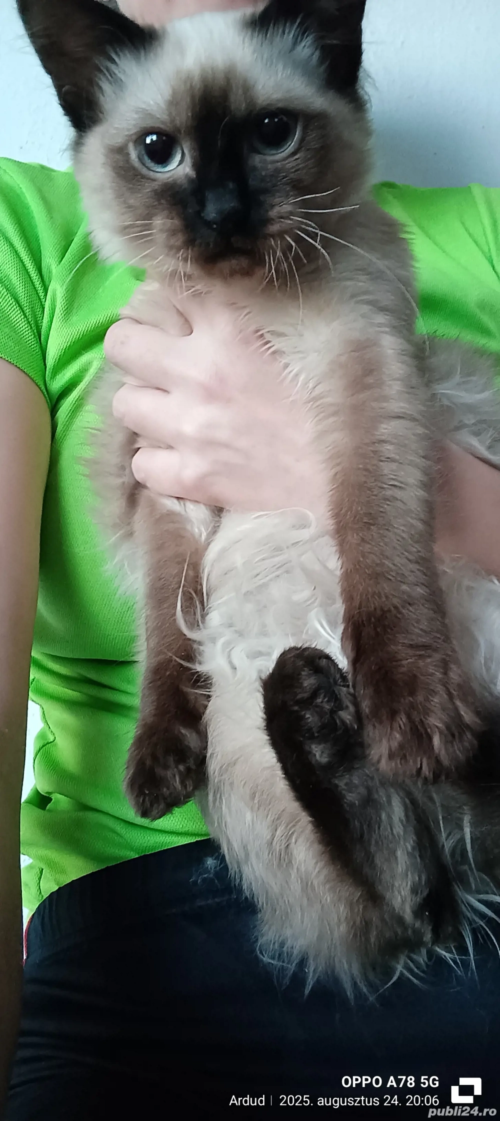 Pisică Ragdoll Pisică Ragdoll