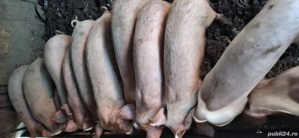 vind porci 30.  40kg