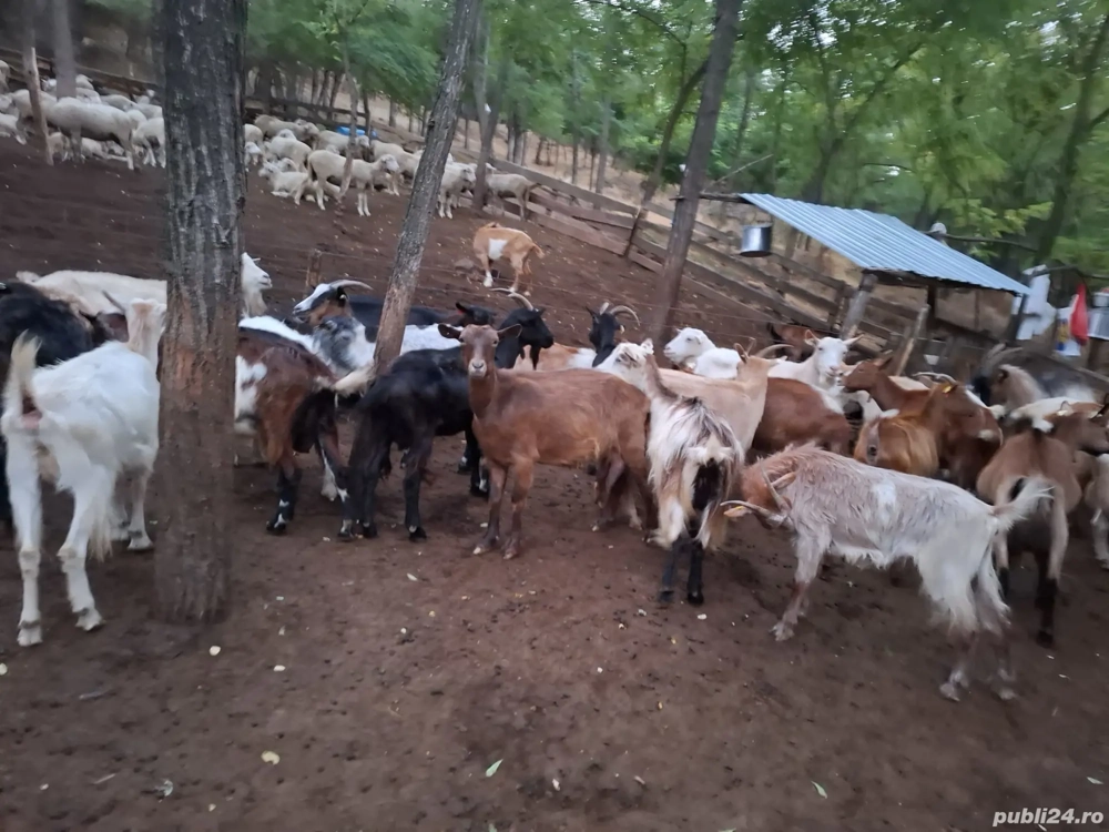 vand urgent capre de rasa 