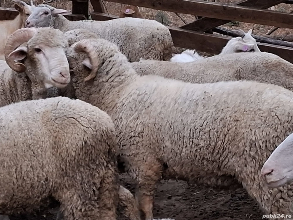 berb3ci de rasa berb3ci de rasa