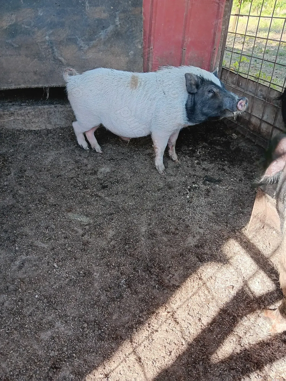 Vând vier vietnamez de monta