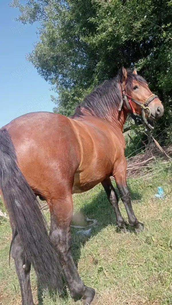 Vând cârlan de 1 an și 9 luni 