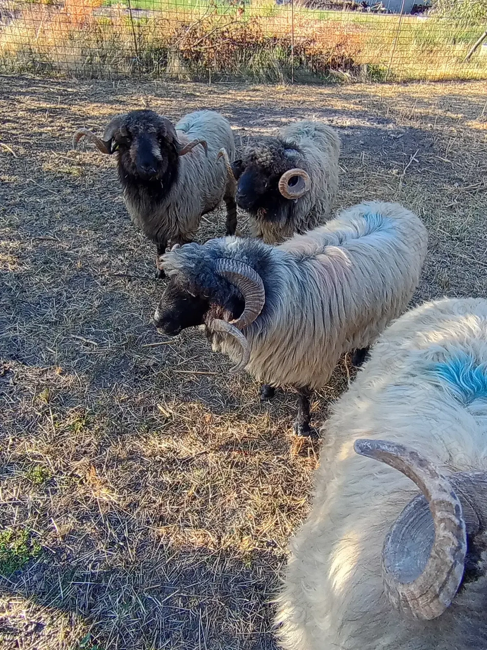 Berbeci miori de vânzare Berbeci miori de vânzare