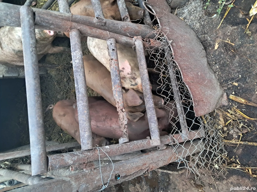 vand 5 porci pentru crestere vand 5 porci pentru crestere