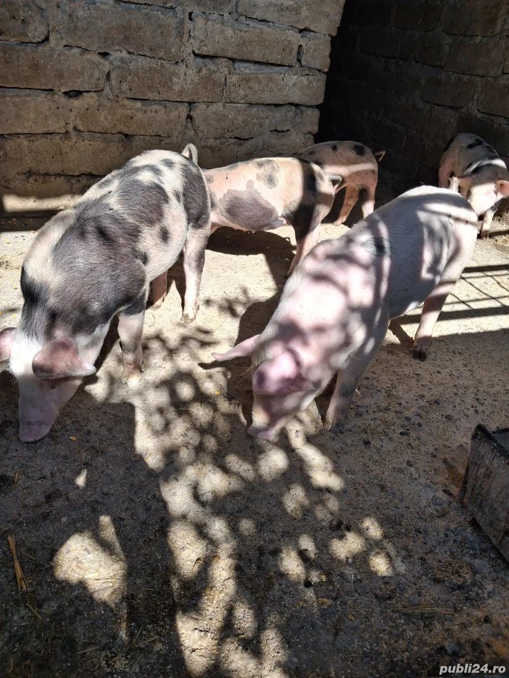 vand porci  vand porci