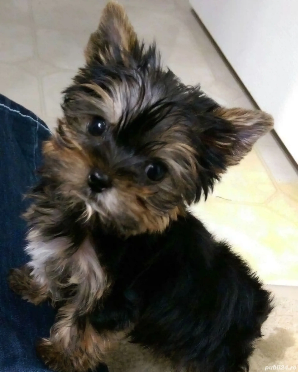 yorkshire terrier talie mica 