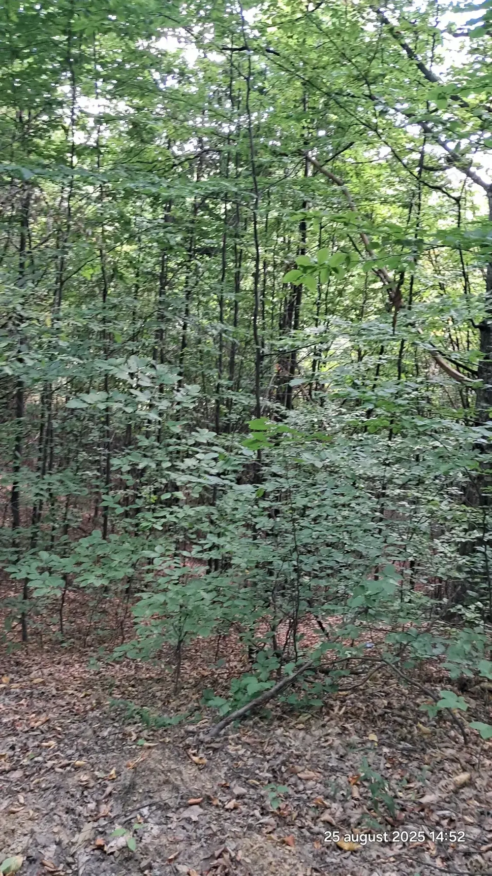 Vand padure pe dealul dintre Corbi si Bradulet Arges, 6500 mp. Vand padure pe dealul dintre Corbi si Bradulet Arges, 6500 mp.