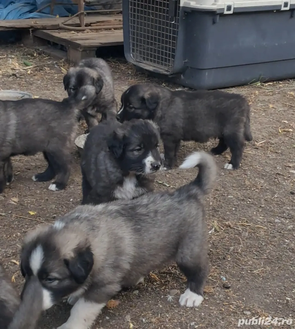 Ciobanesc Romanesc Carpatin 