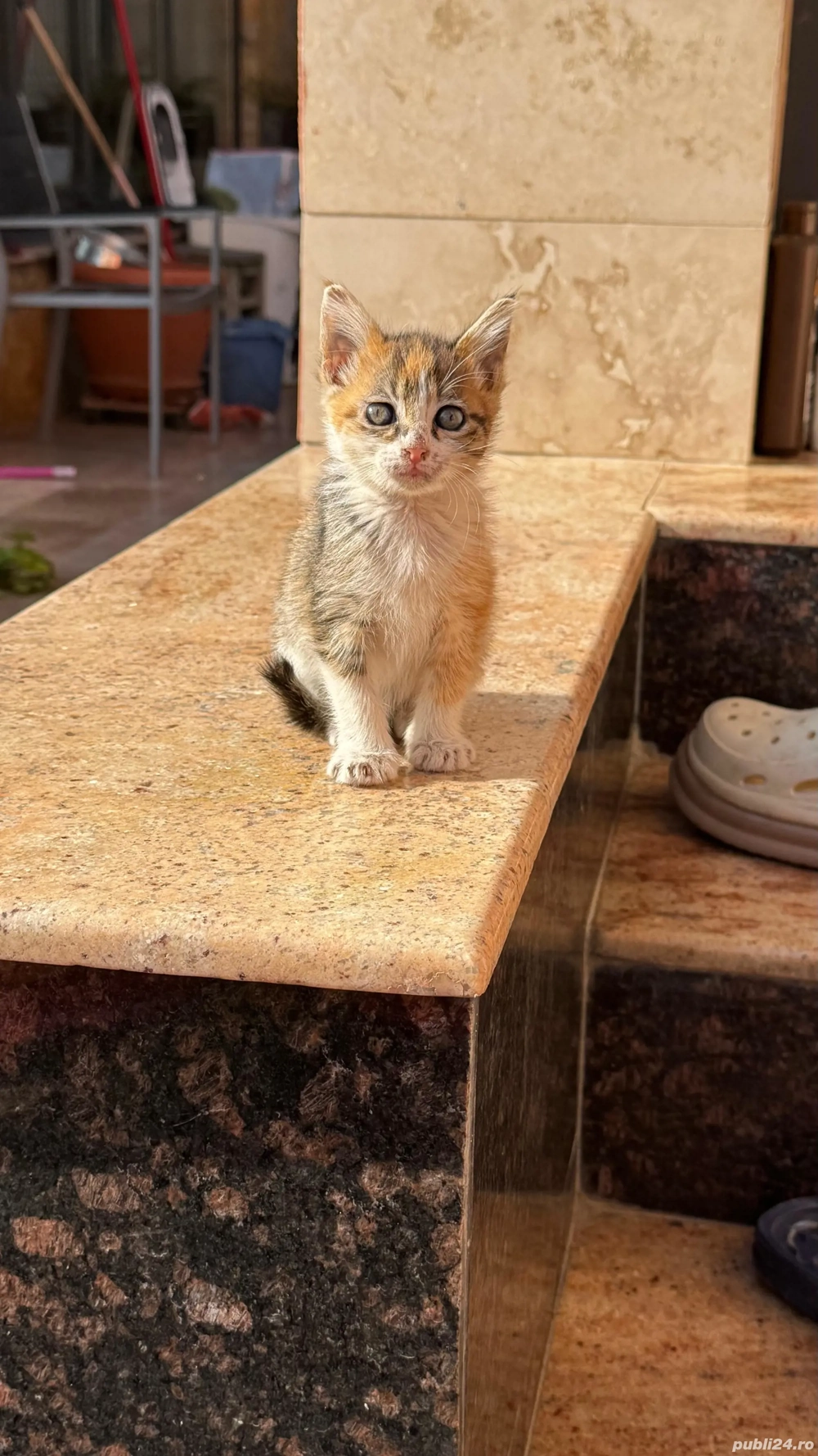 donez pisicuti Constanța 