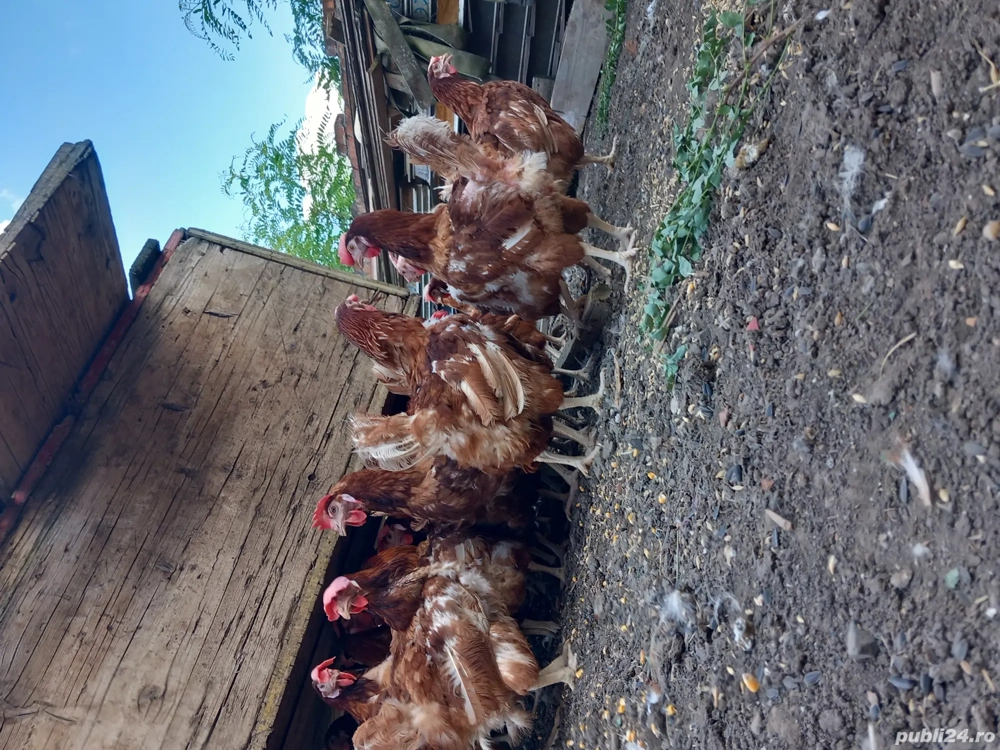 vand găini ouătoare tinere și grase  vand găini ouătoare tinere și grase