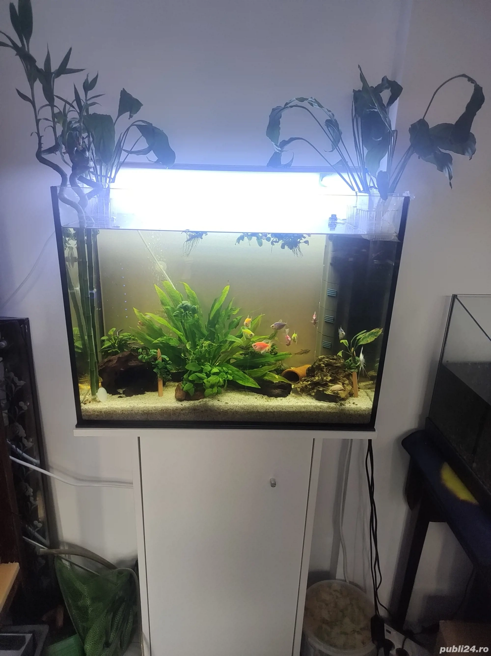Acvariu Oase filtru pesti plante