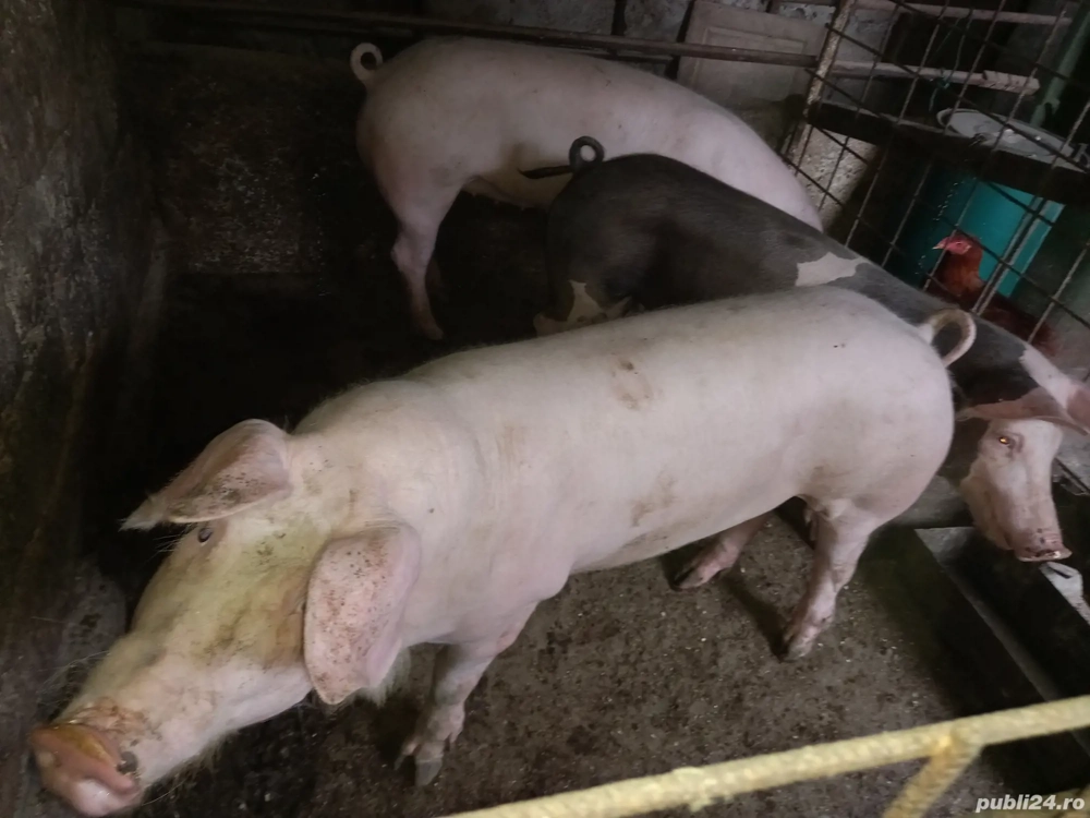 de vanzare 2 purcele