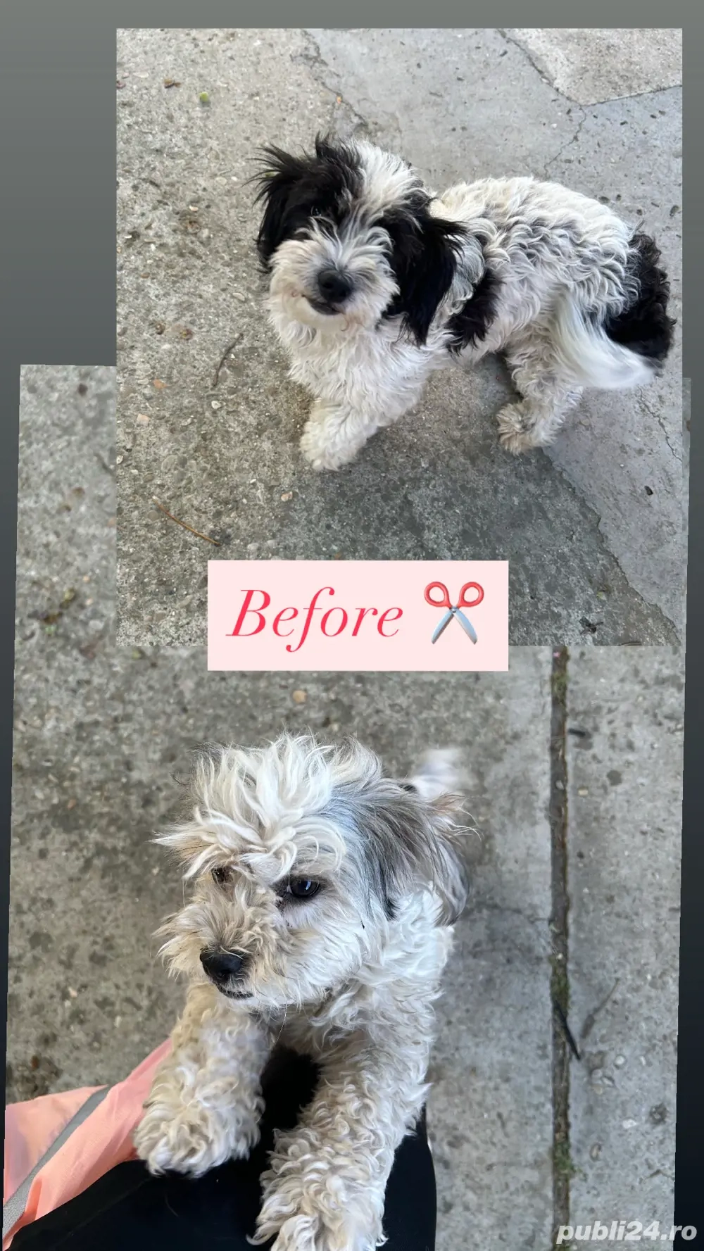 Tuns caini si pisici la domiciliu