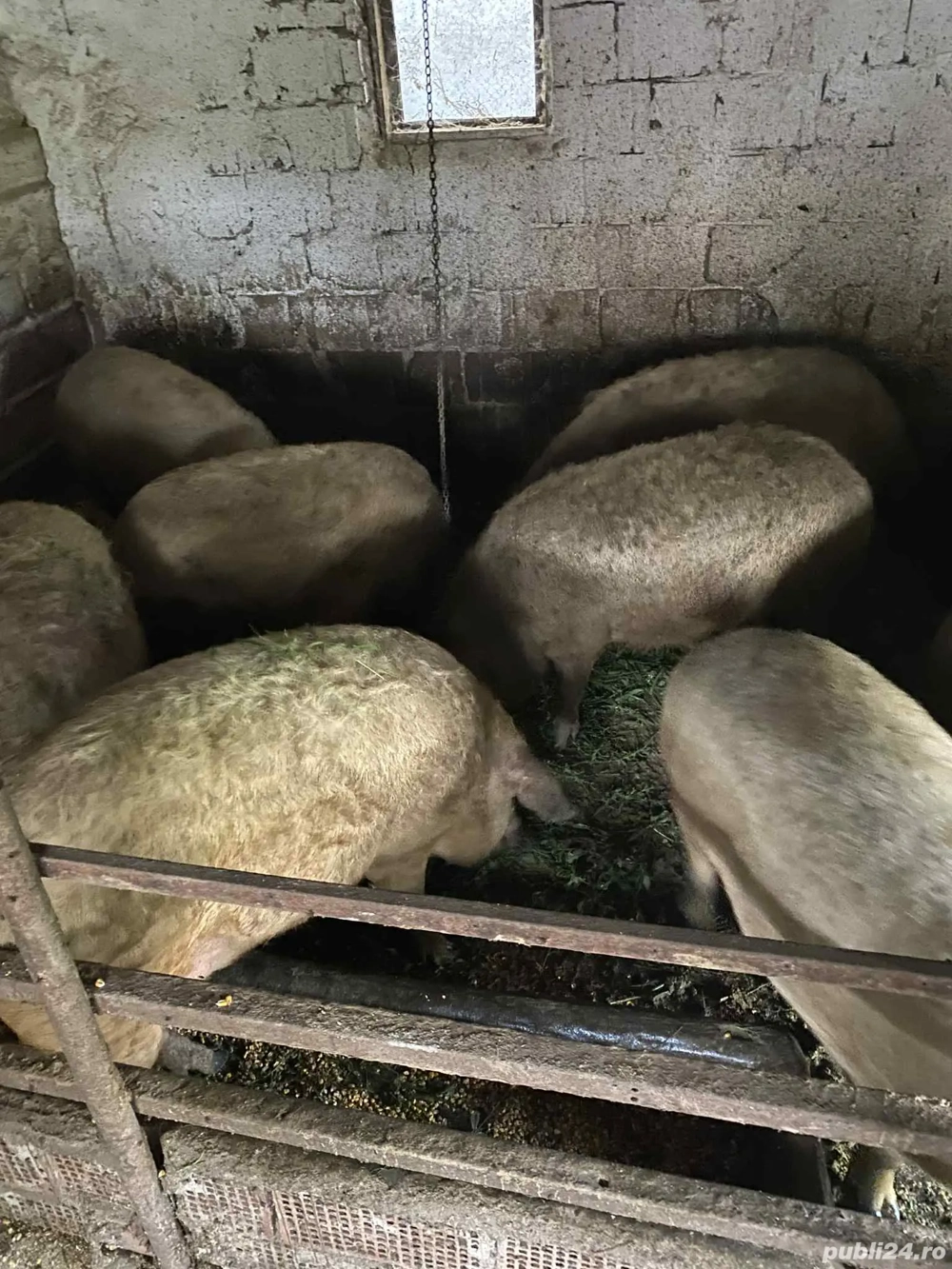 vand porci rasa Bazna Mangalita