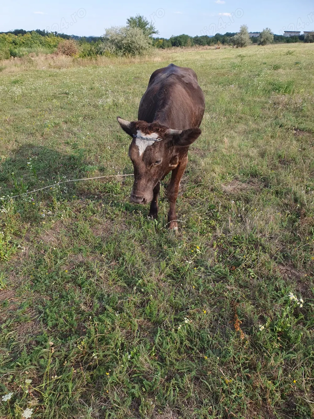 Junica gestanta Junica gestanta
