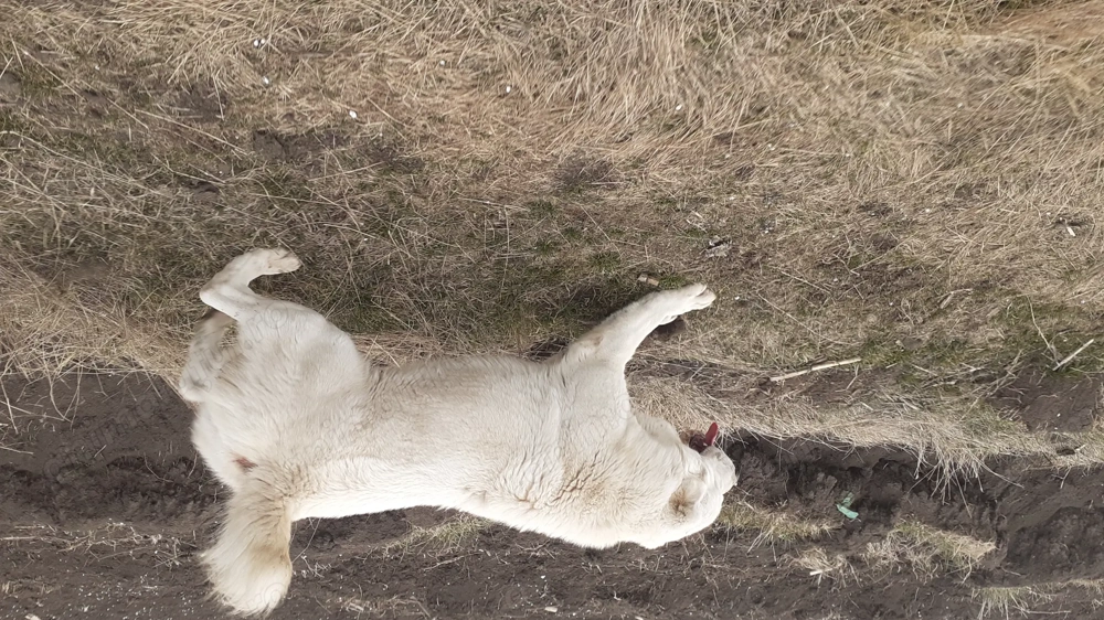 Ofer spre adoptie trei catei de asia centrala