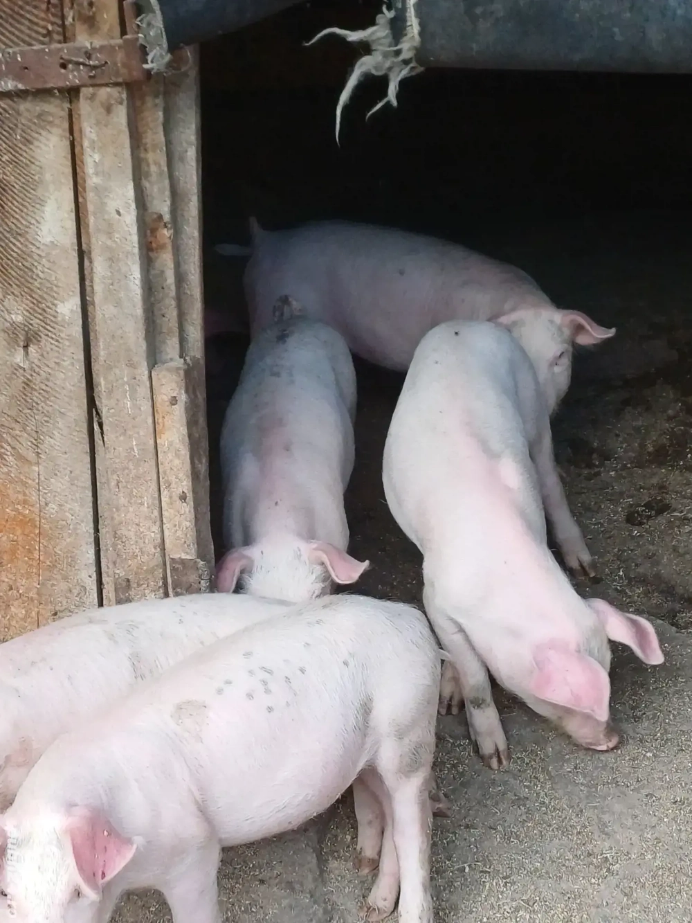 porci de vanzare porci de vanzare