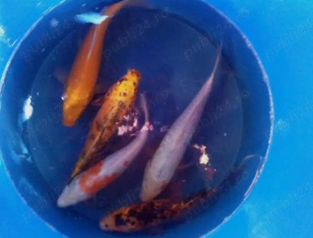 Lichidare iaz crap si caras  pret 50%