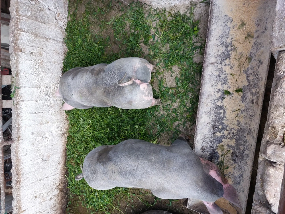 Scroafe rasa Pietrean