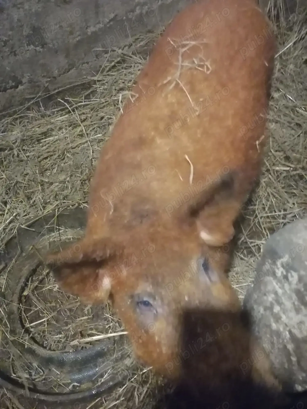 Vier mangalița Vier mangalița