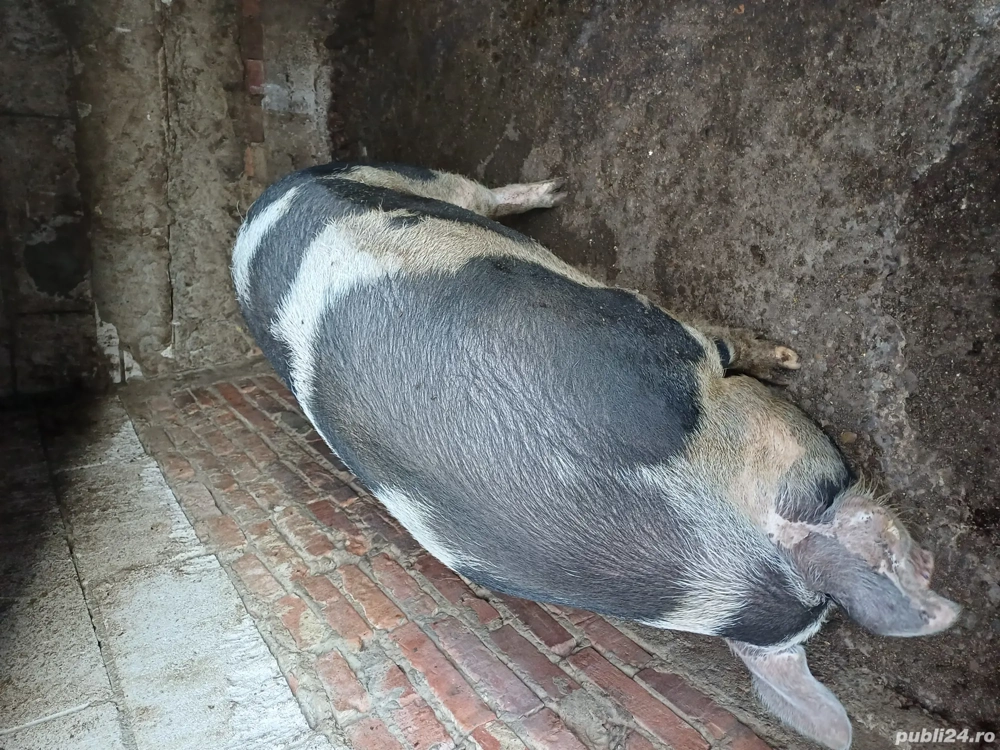 Porc de vanzare Porc de vanzare