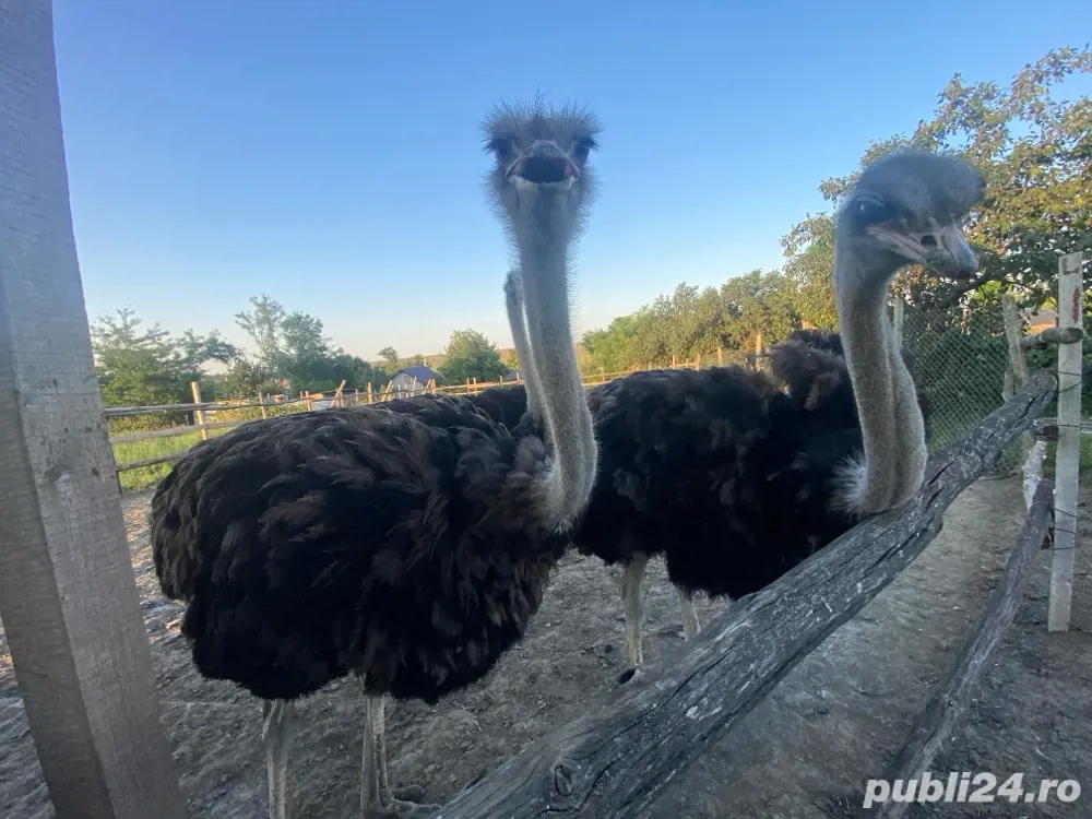 vand 3 struti  masculi sau schimb cu femele vand 3 struti  masculi sau schimb cu femele