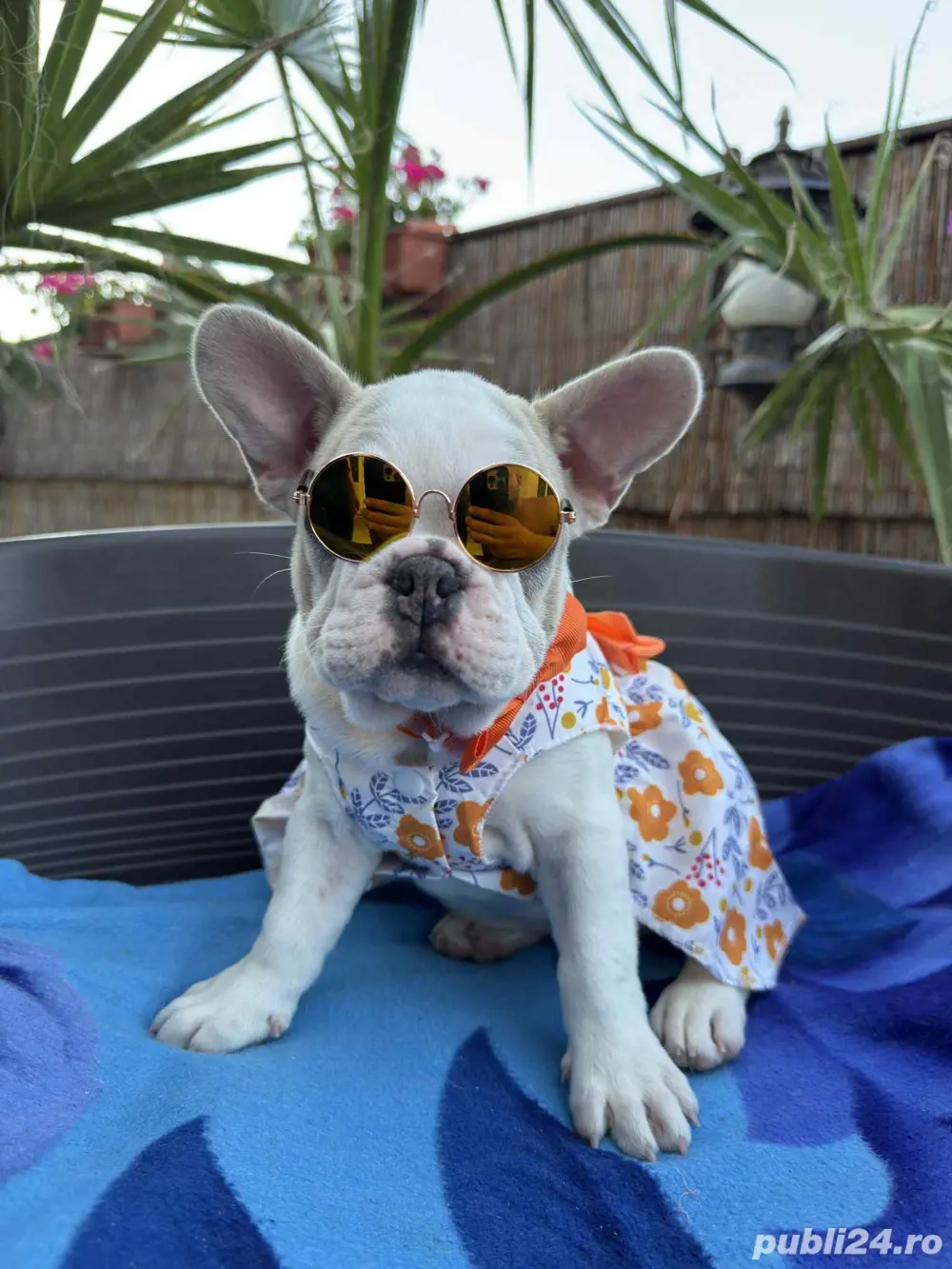 Bulldog Francez Femela