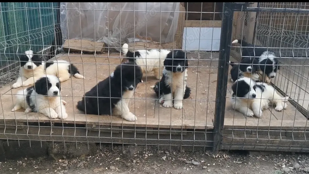 Ciobănesc de Bucovina  Ciobănesc de Bucovina