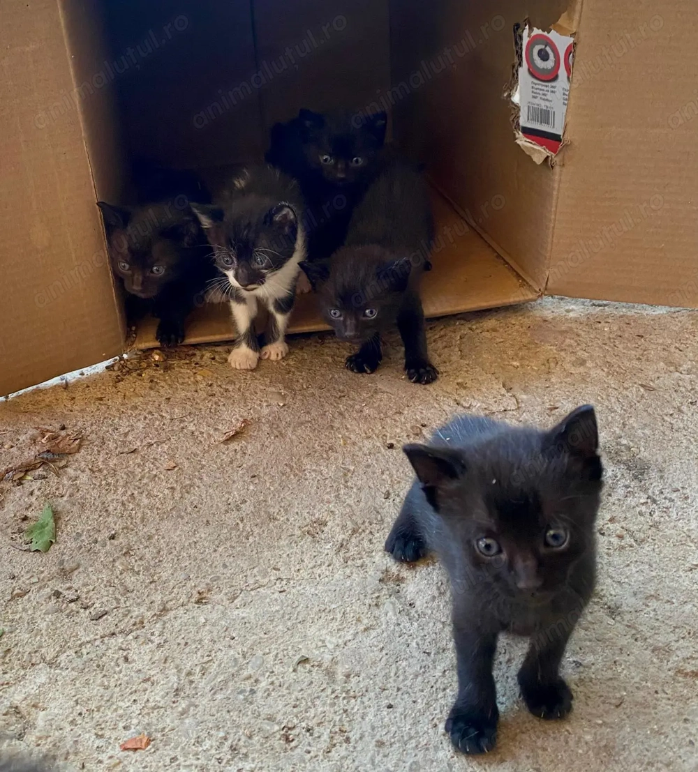 Donez pisici de o luna Donez pisici de o luna