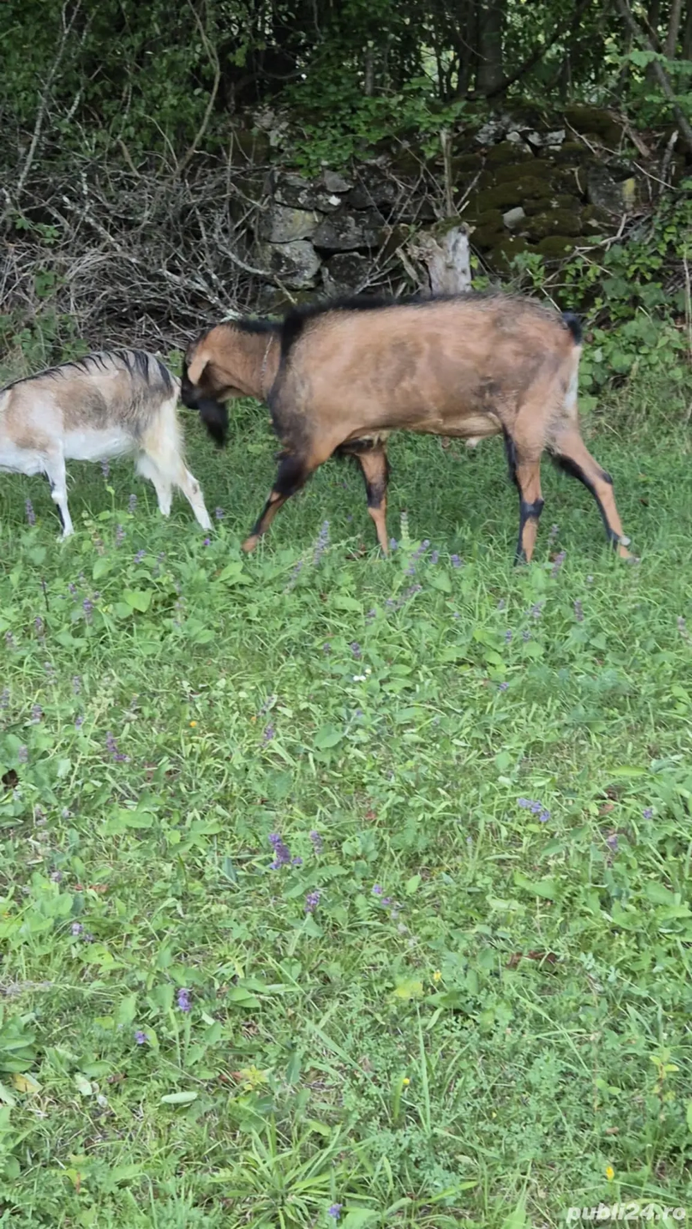 Vând tap anglo-nubian