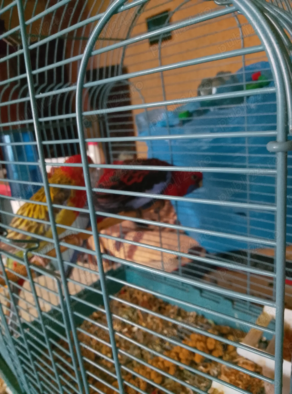 Vând o pereche de papagali rosella rubin africani roși doua perechi  Vând o pereche de papagali rosella rubin africani roși doua perechi