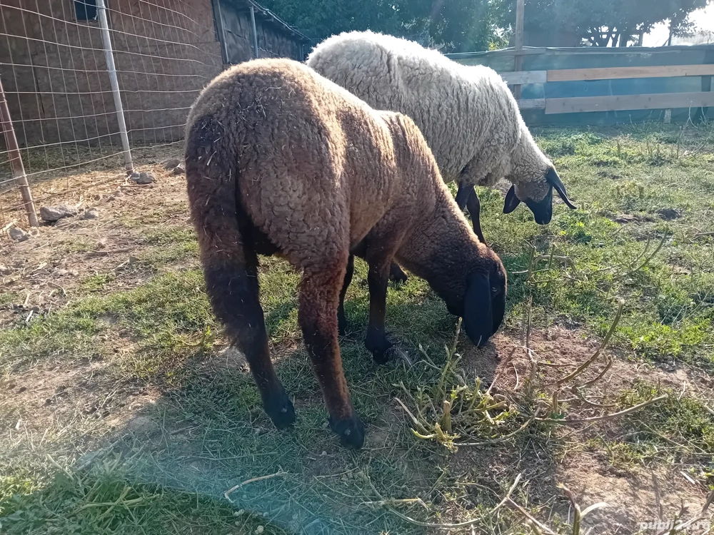 Berbecuț Carabaș Berbecuț Carabaș