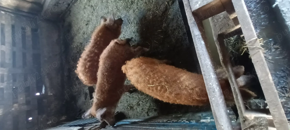 Vand  porci  mangalita  Vand  porci  mangalita