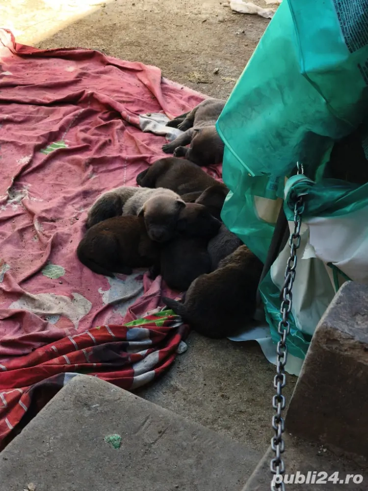 cauta casa noua  cauta casa noua