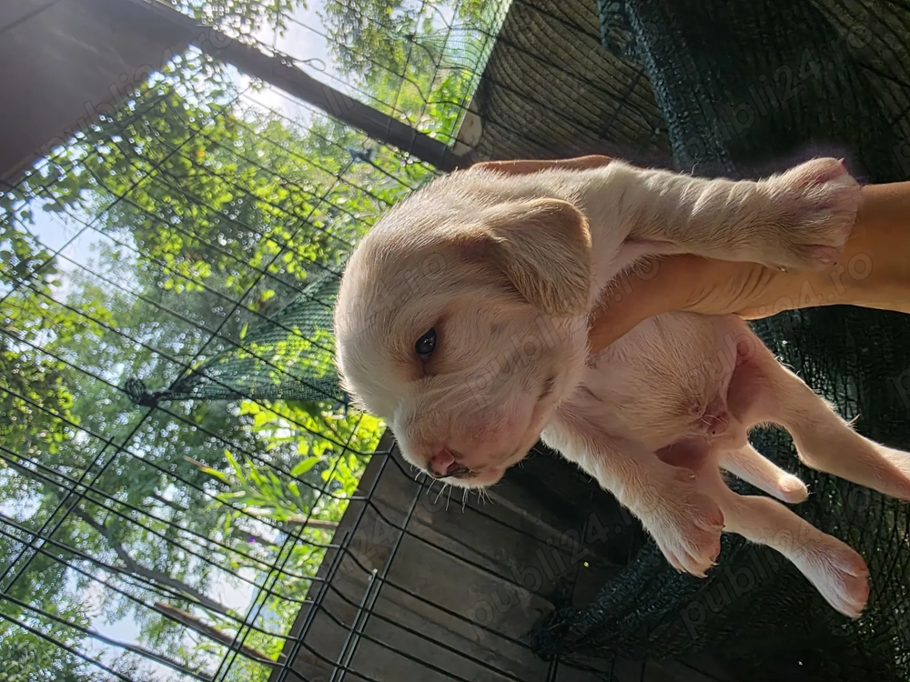 Beagle bicolor,tricolor Beagle bicolor,tricolor