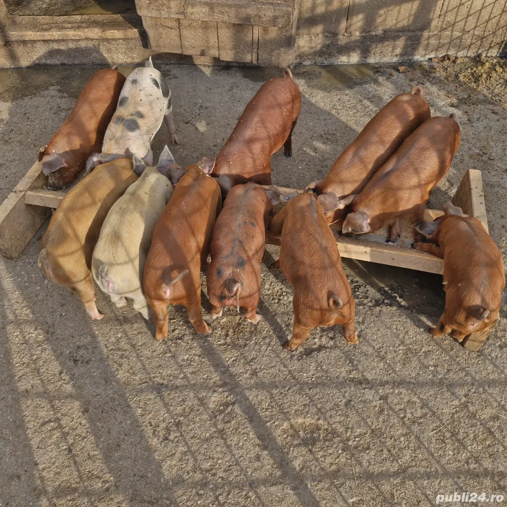 Purcei de 12 saptamani