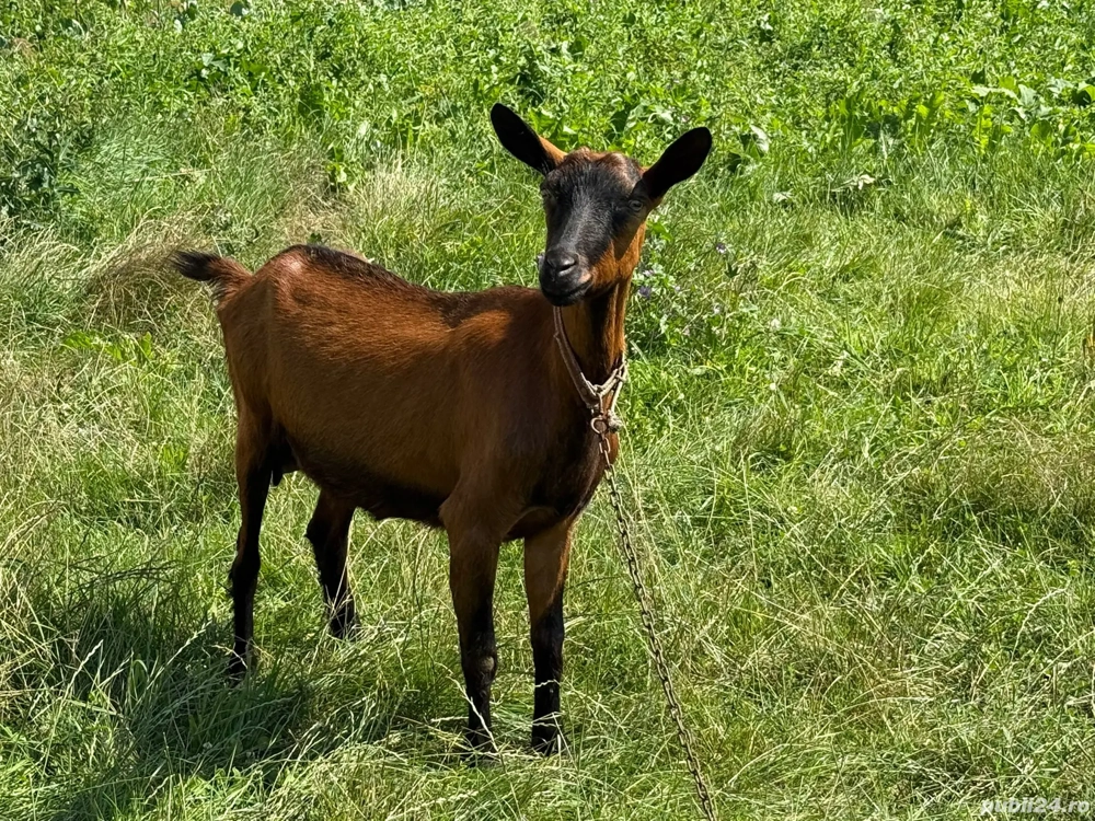 vand capre franceze, rasa pura