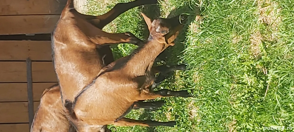 Țap alpin francez  Țap alpin francez