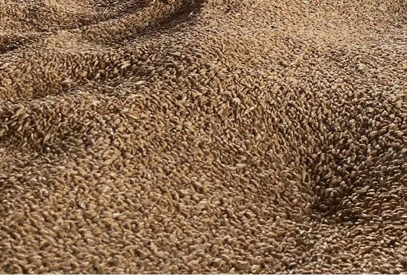 Vand grau productia anului 2025 